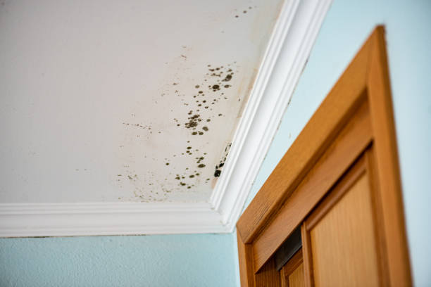Best Post-Flood Mold Remediation in Fairview Heights, IL