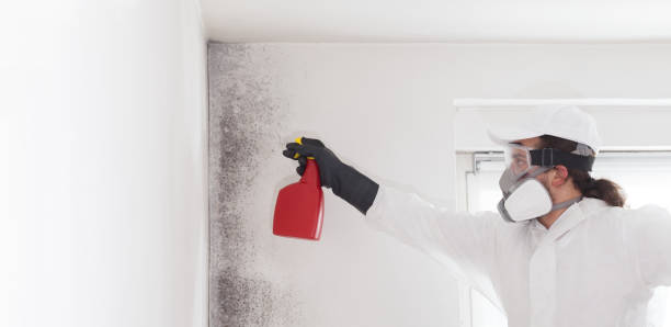 Professional Mold Remediation in Fairview Heights, IL